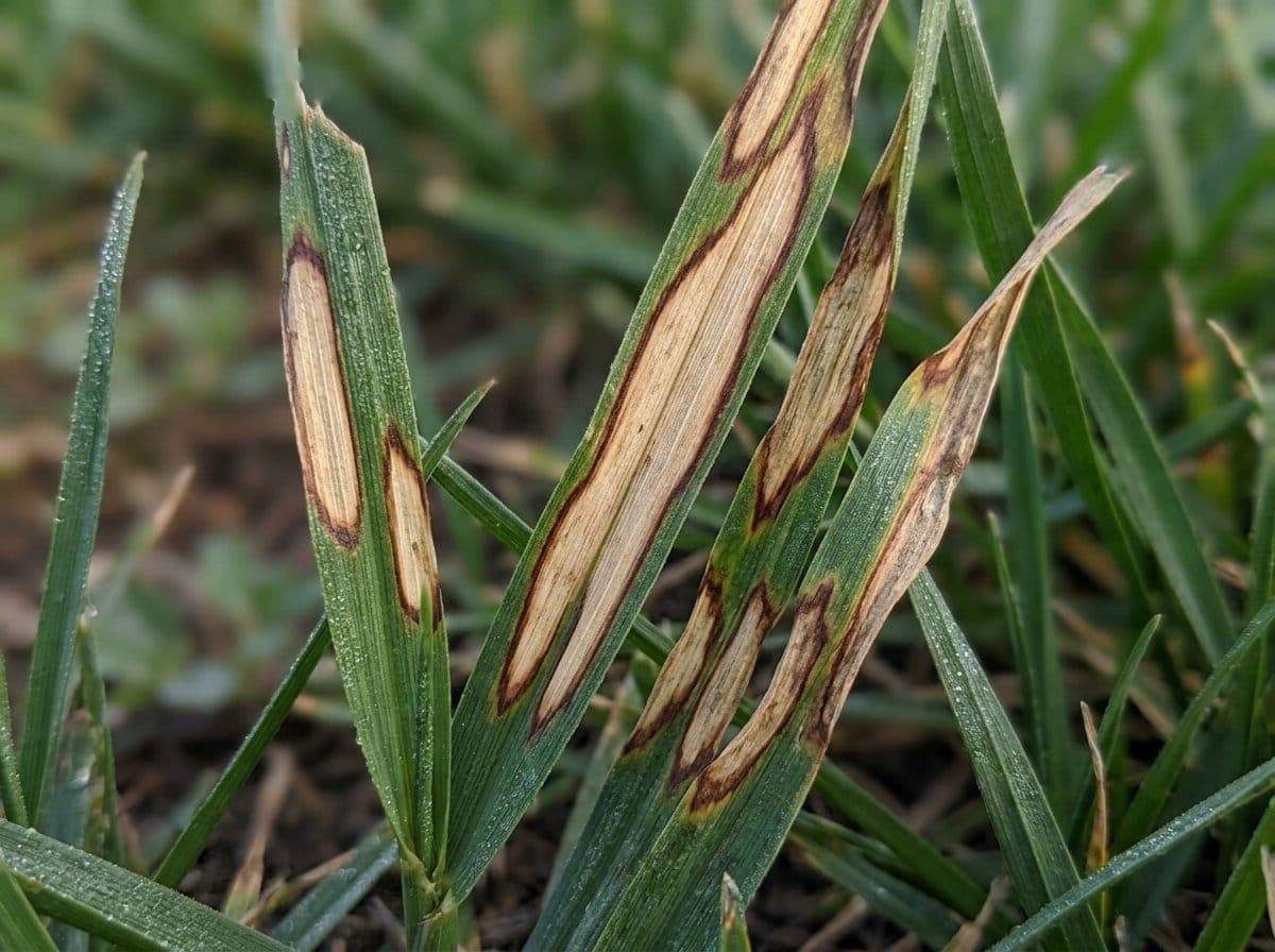 Close-up of brown patch fungus damage on tall fescue grass blades showing irregular tan lesions with dark brown borders typical of Rhizoctonia solani infection