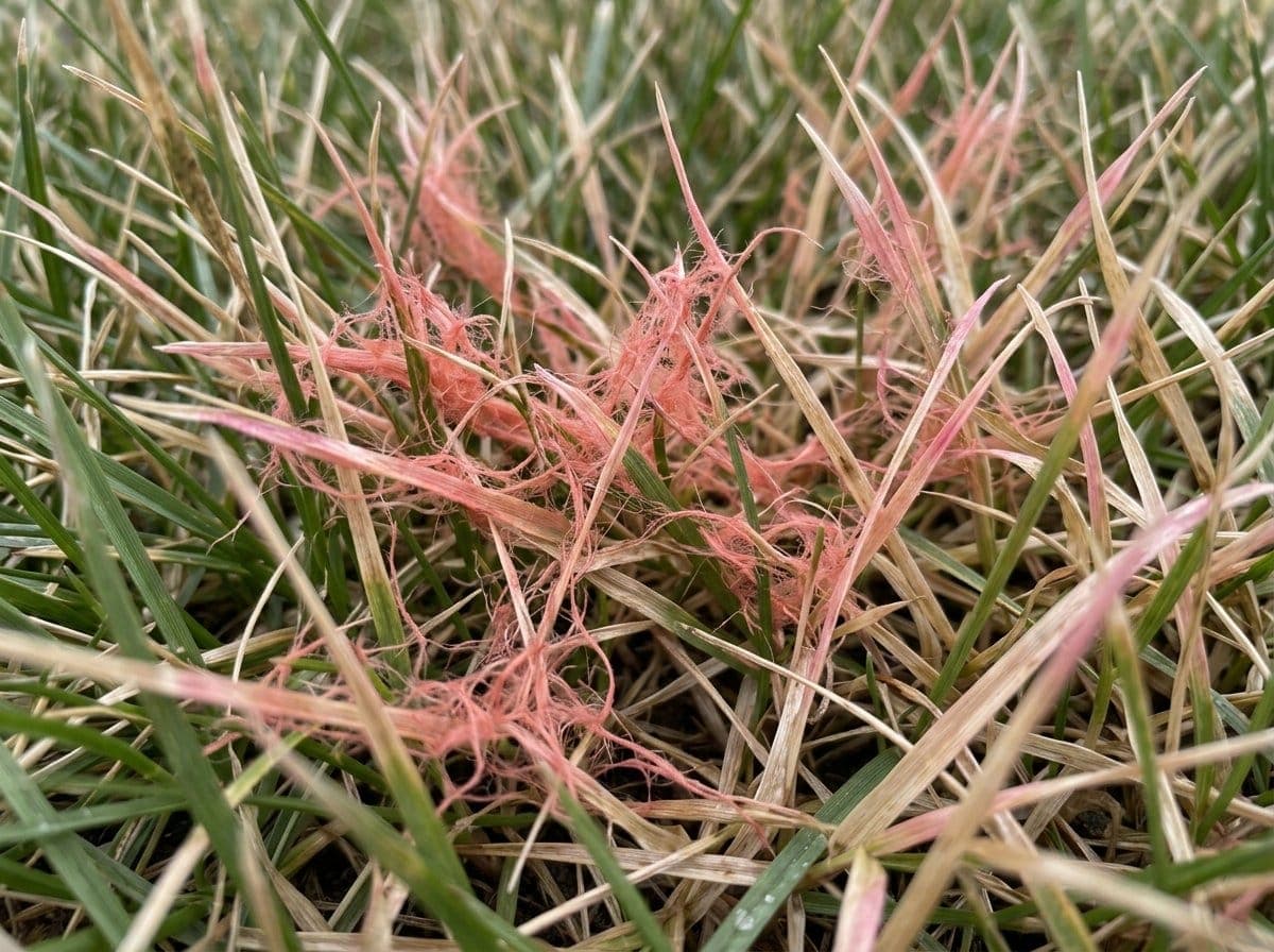 Close-up of red thread lawn disease showing distinctive pink coral colored fungal threads extending from individual grass blades on a residential lawn