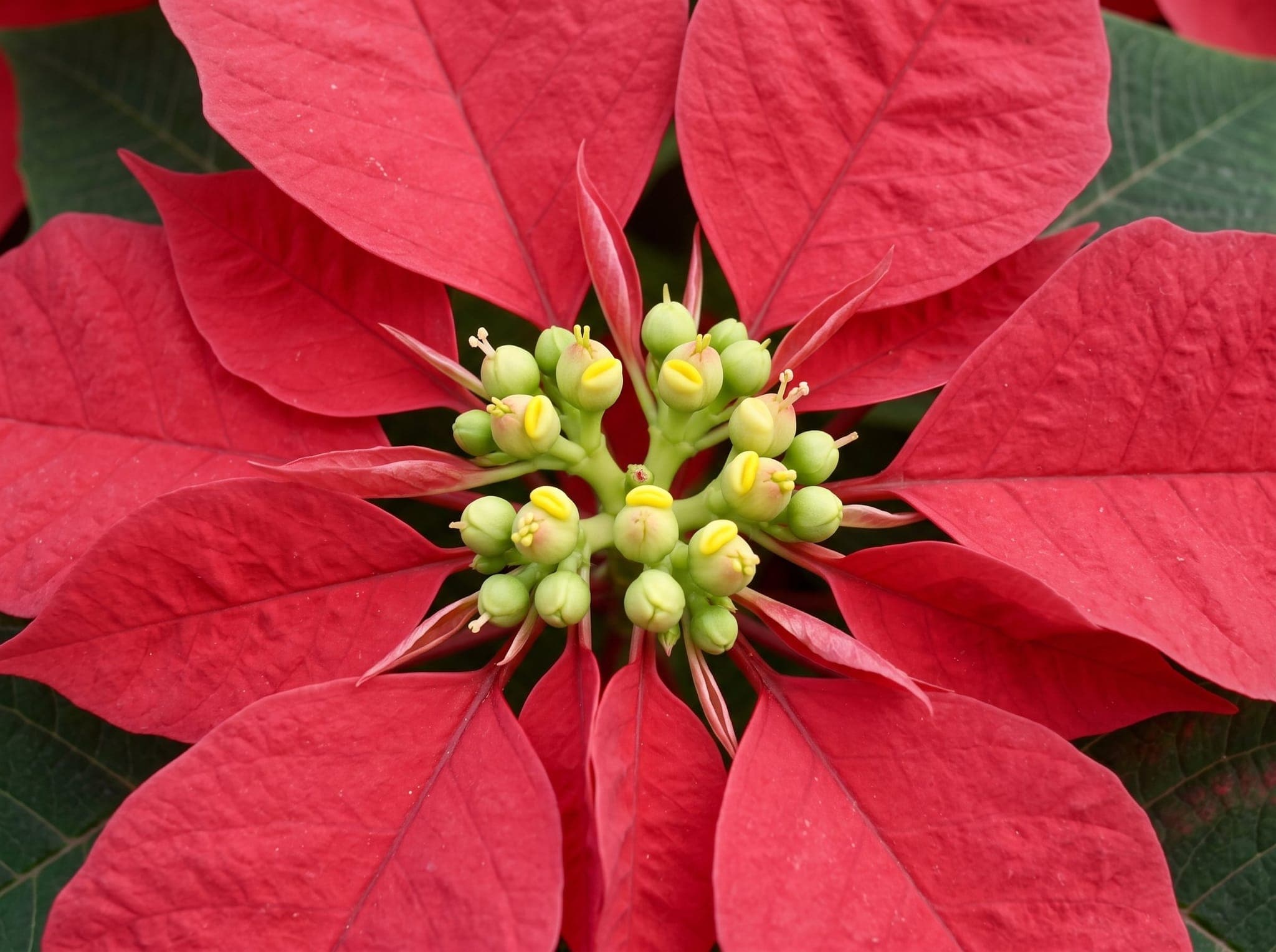 Close-up of the center of a red poinsettia showing the cyathia, the true flowers, as tight pale green buds with small yellow nectar glands and little pollen