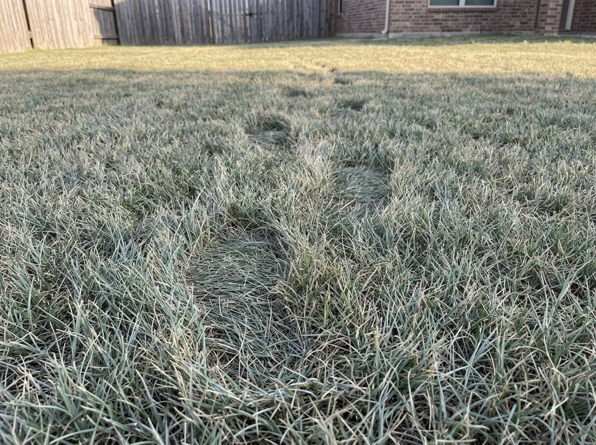 Close-up of visible footprints left in heat-stressed tall fescue lawn with a dull blue-gray cast where the grass blades did not spring back, a sign the lawn needs water