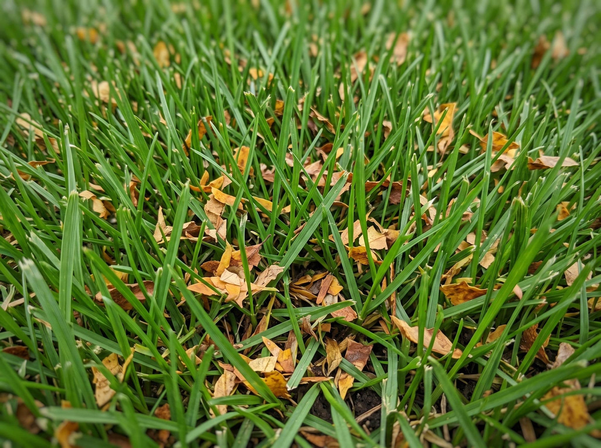 Close view of finely shredded leaf pieces settled down between green grass blades after mulch mowing
