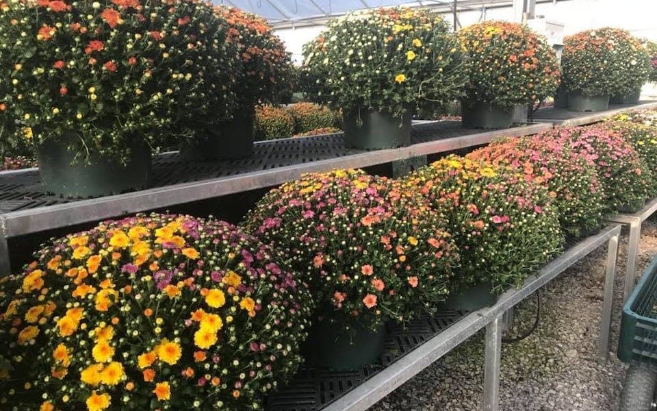 Benches of mums in gold, bronze, and pink filling the greenhouse at Colonial Classics