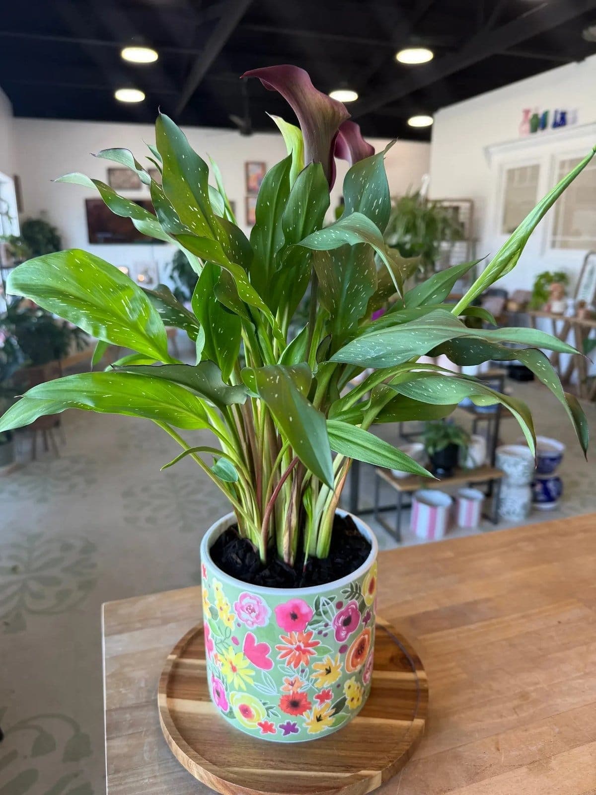 Calla lily planter arrangement in a hand-painted floral ceramic pot