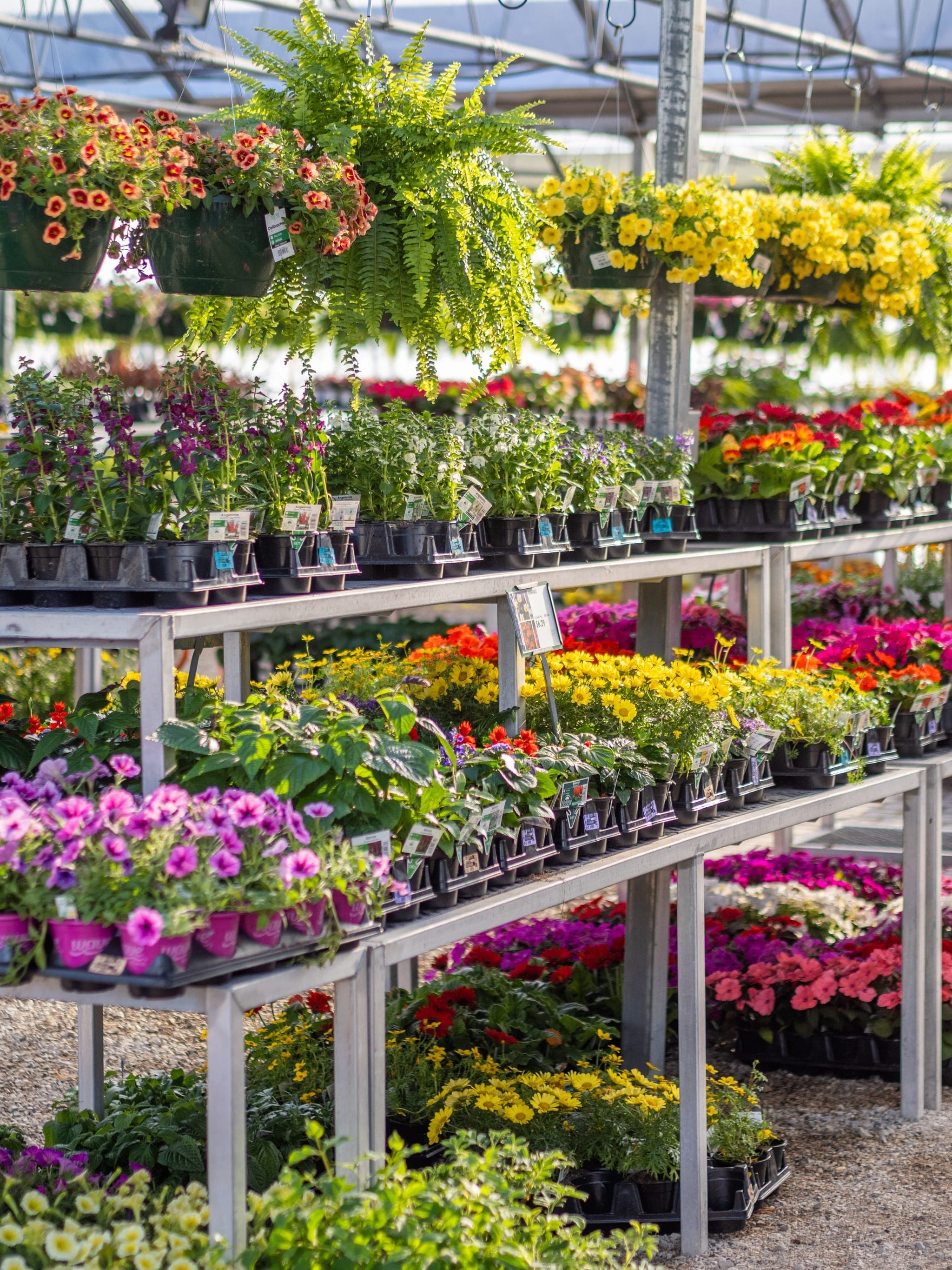 Annuals at Colonial Classics Garden Center