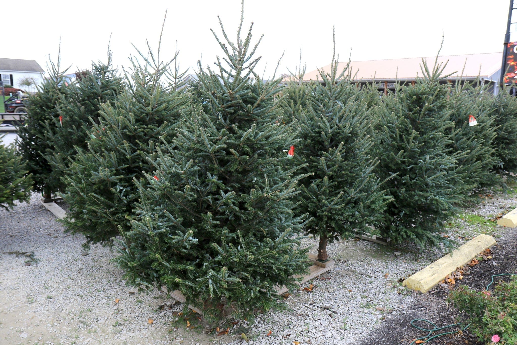 Fresh-cut Christmas trees lined up outside the garden center in Newburgh