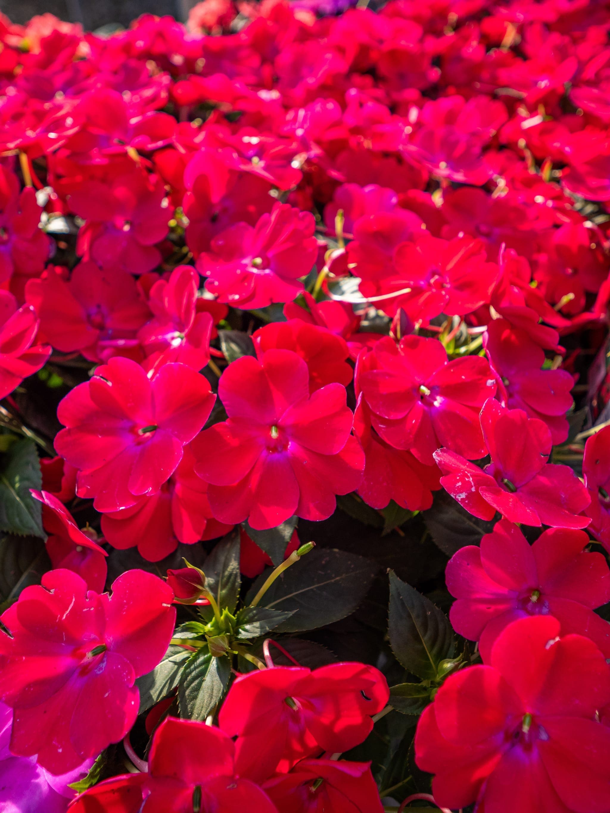 A closeup of vibrant flowers available at the garden center