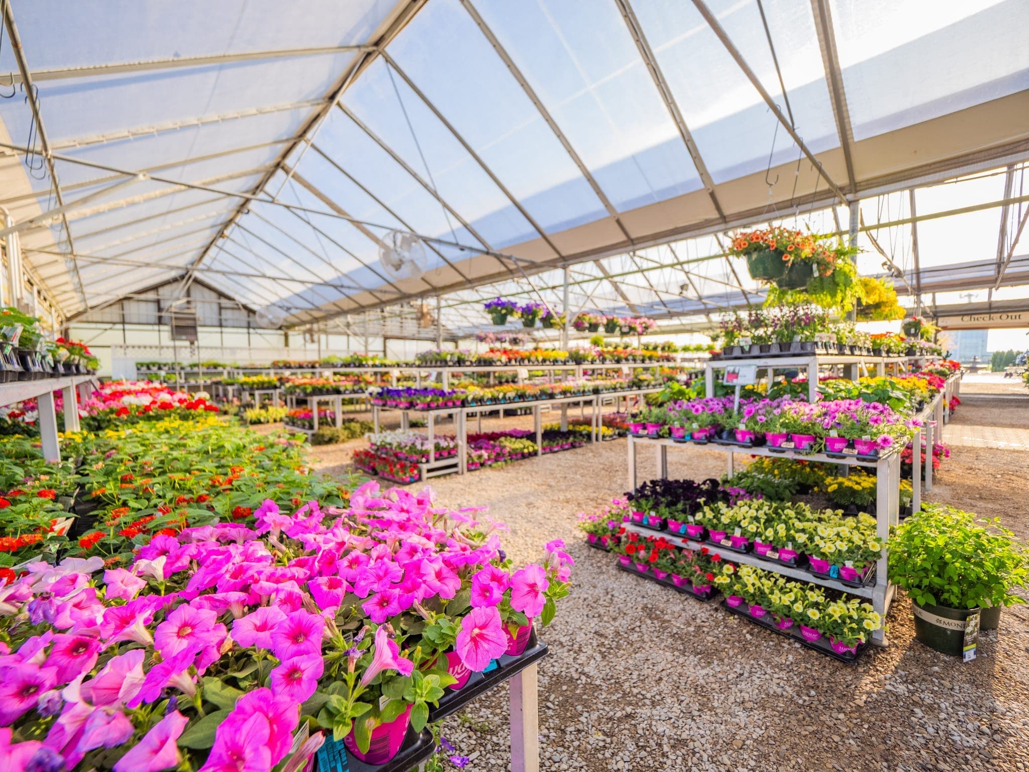 Wide greenhouse interior packed with colorful annual flats and tropical plants