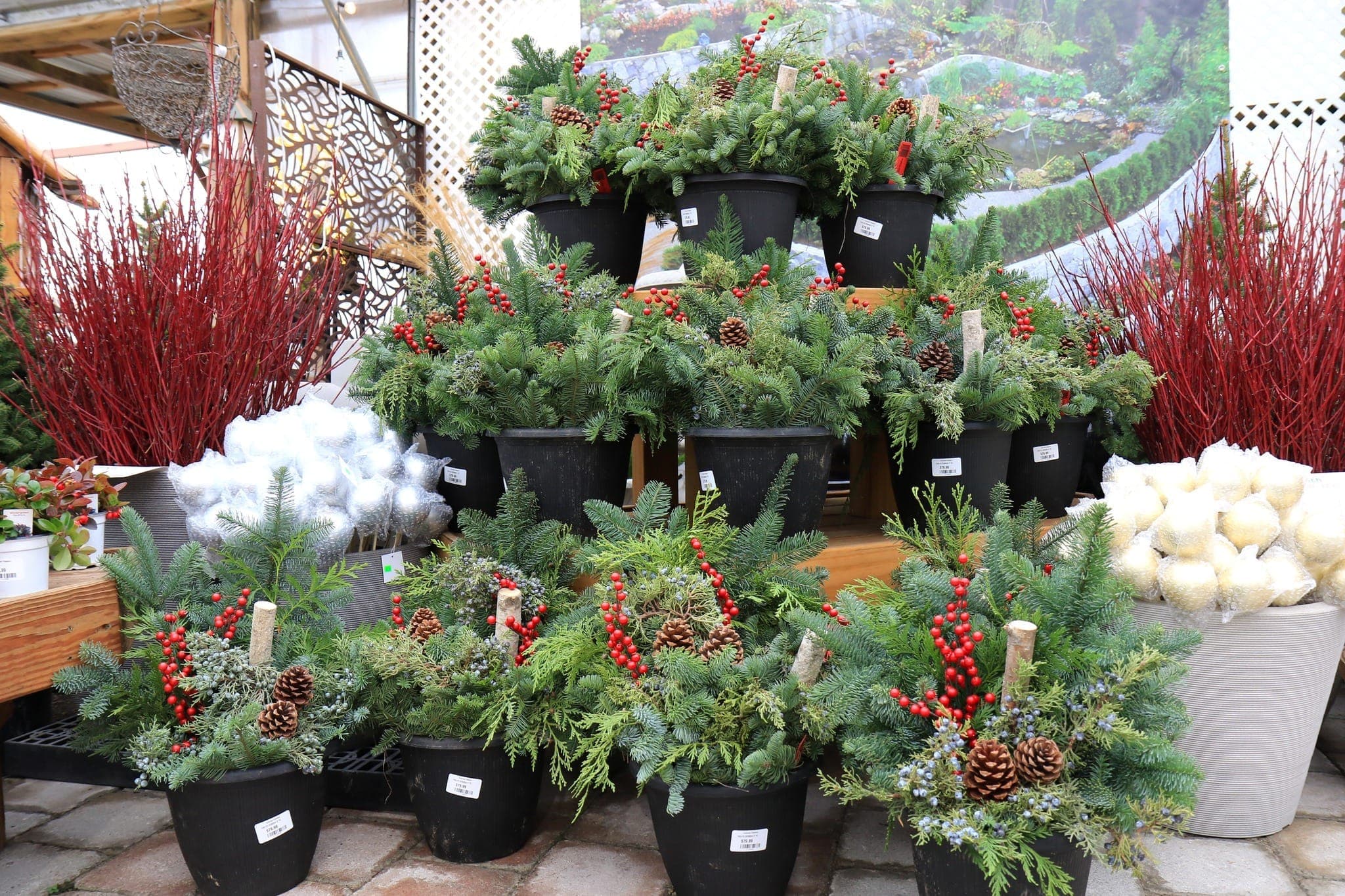 Holiday planters of fir, juniper, winterberry, and birch poles on a garden center display bench