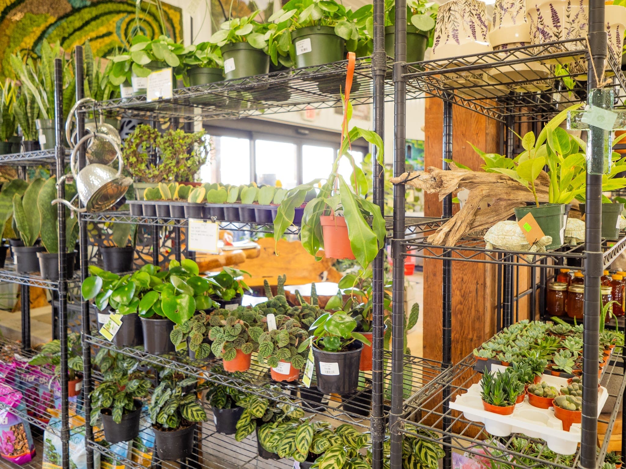 Prayer plants and pothos arranged on retail shelving in the indoor plant section