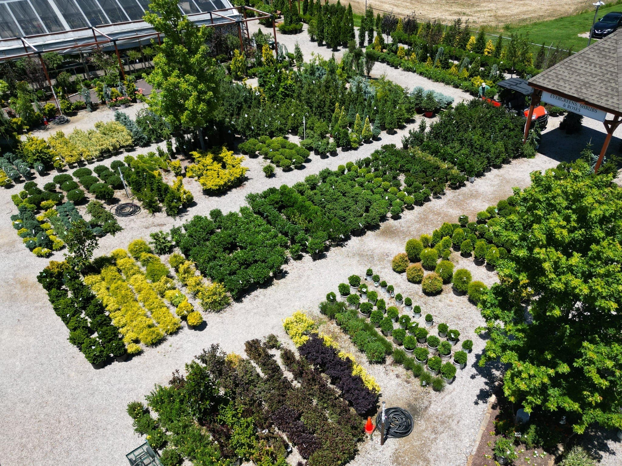 Aerial view of container shrubs arranged in rows at the nursery yard