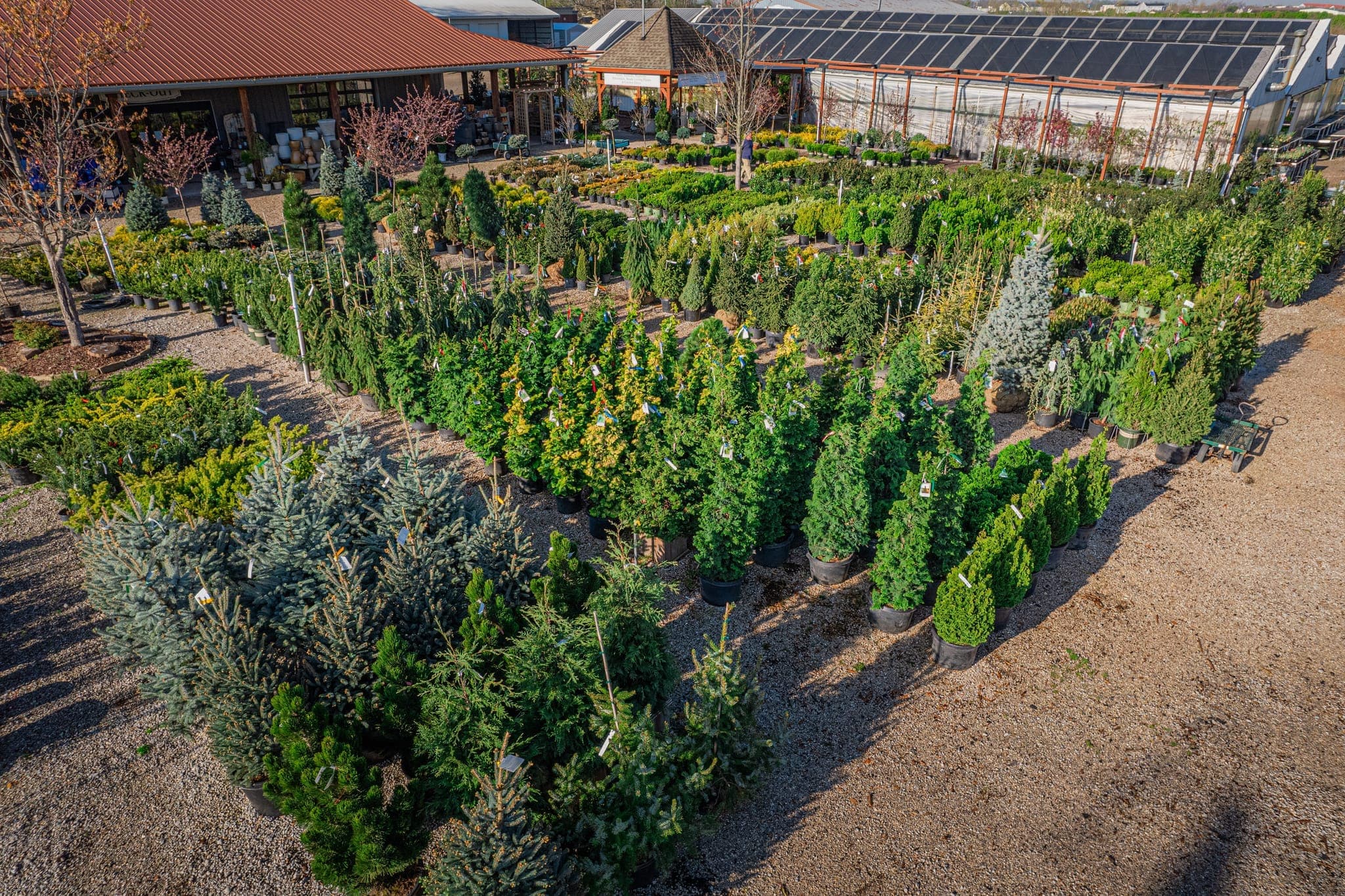 Trees & Shrubs