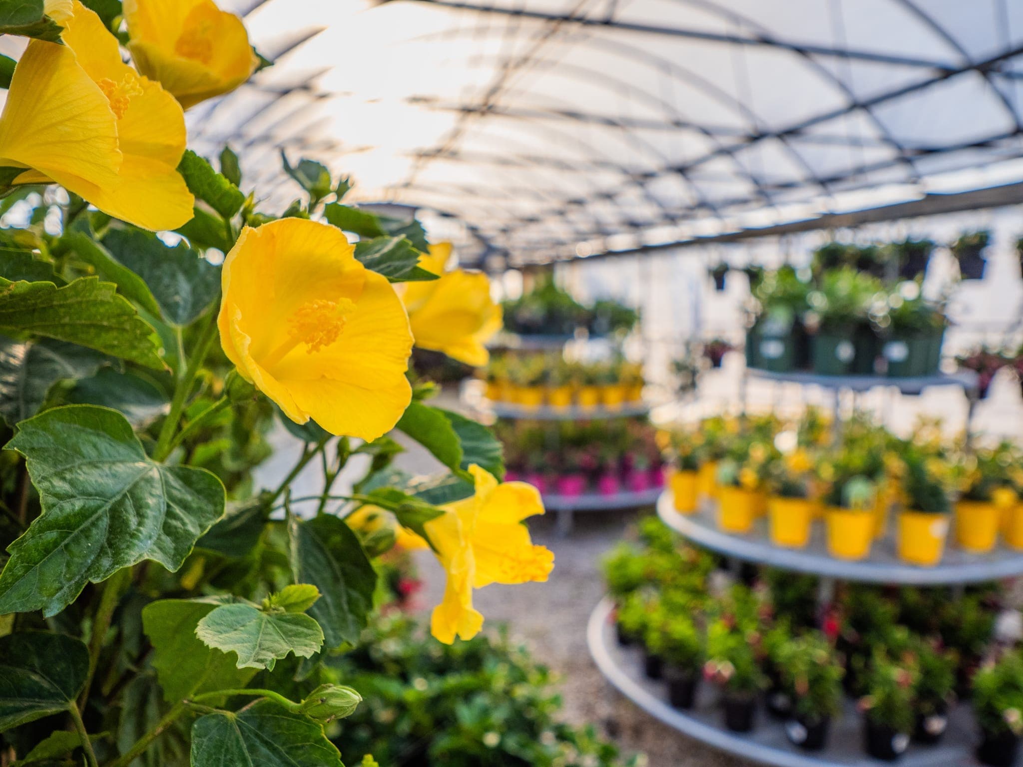 Bright yellow flowers growing at the nursery