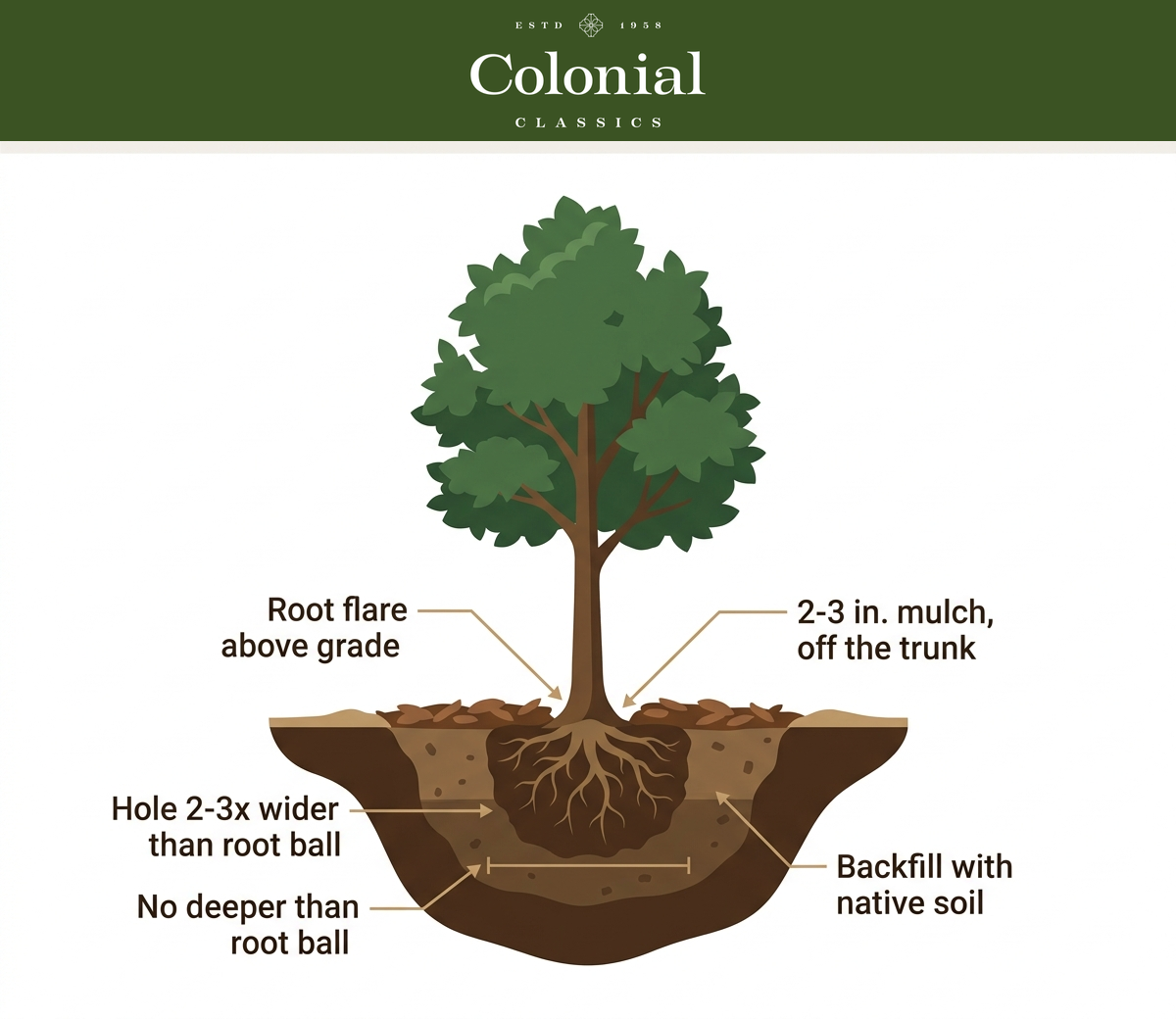 Cross-section diagram of a correctly planted tree showing the root flare at soil grade, a hole two to three times as wide as the root ball, native soil backfill, and a 2 to 3 inch mulch ring pulled back from the trunk