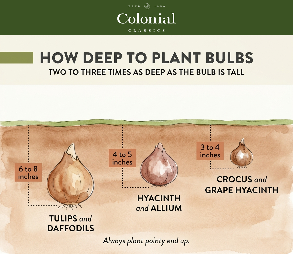 Bulb planting depth diagram showing large bulbs like tulips and daffodils planted six to eight inches deep, medium bulbs like hyacinth and allium four to five inches deep, and small bulbs like crocus and grape hyacinth three to four inches deep, all pointy end up