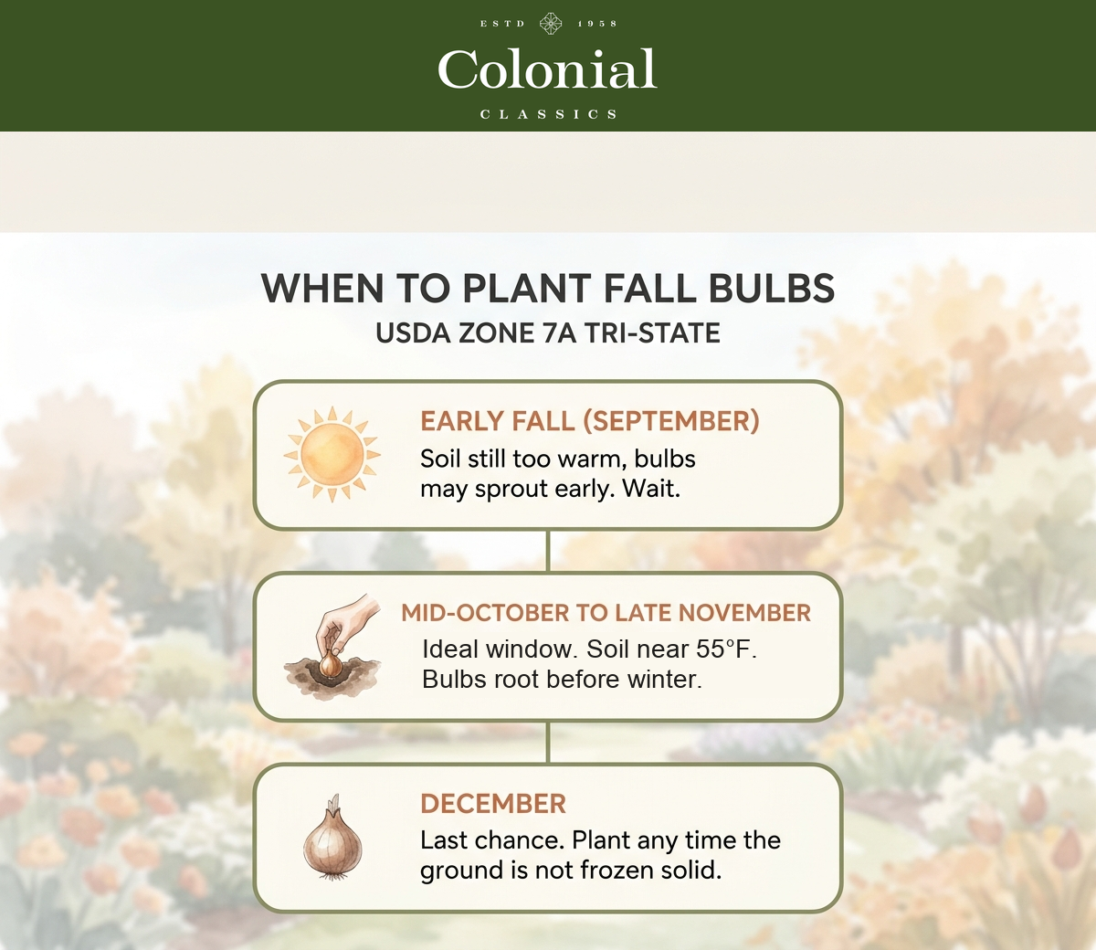 Fall bulb planting timeline for Zone 7a showing early fall as too warm, mid-October through late November as the ideal planting window when soil is 55 degrees, and December as a last-chance window before the ground freezes