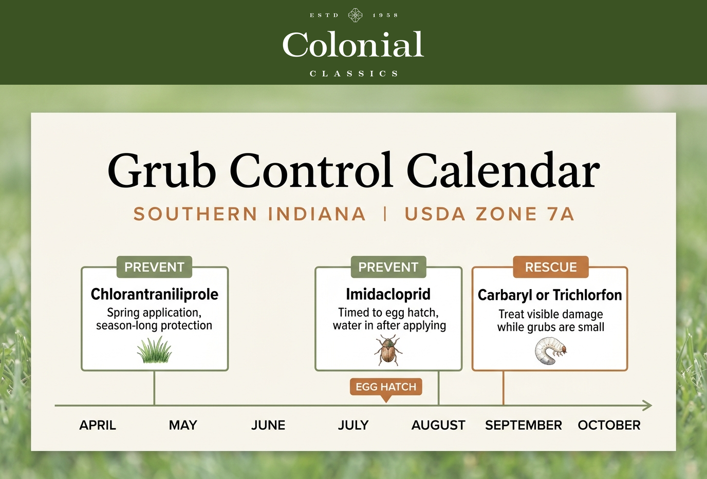 Timeline showing the grub control calendar for Southern Indiana: chlorantraniliprole as a spring preventive, imidacloprid as a preventive timed to the mid-to-late July egg hatch, and curative carbaryl or trichlorfon as a late-summer rescue treatment