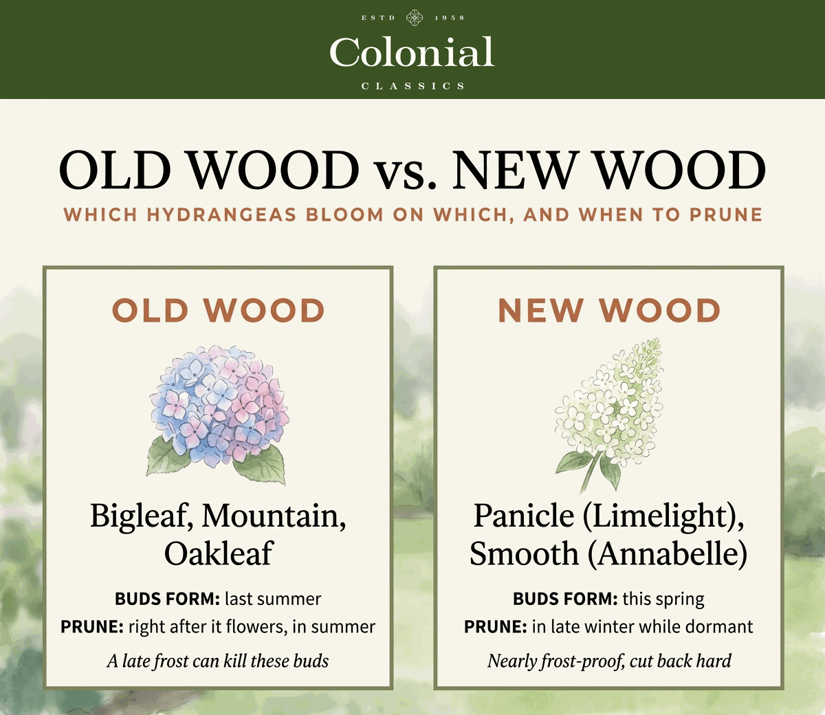 Diagram comparing old wood and new wood hydrangeas, showing which types bloom on each and when to prune them