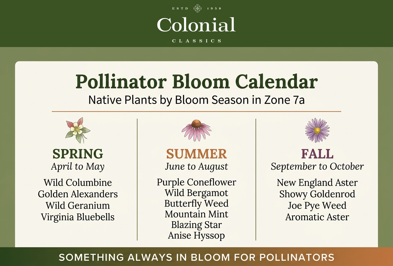 Bloom calendar infographic showing native pollinator plants flowering across spring summer and fall in Zone 7a, from columbine and wild geranium in spring through coneflower and wild bergamot in summer to asters and goldenrod in fall