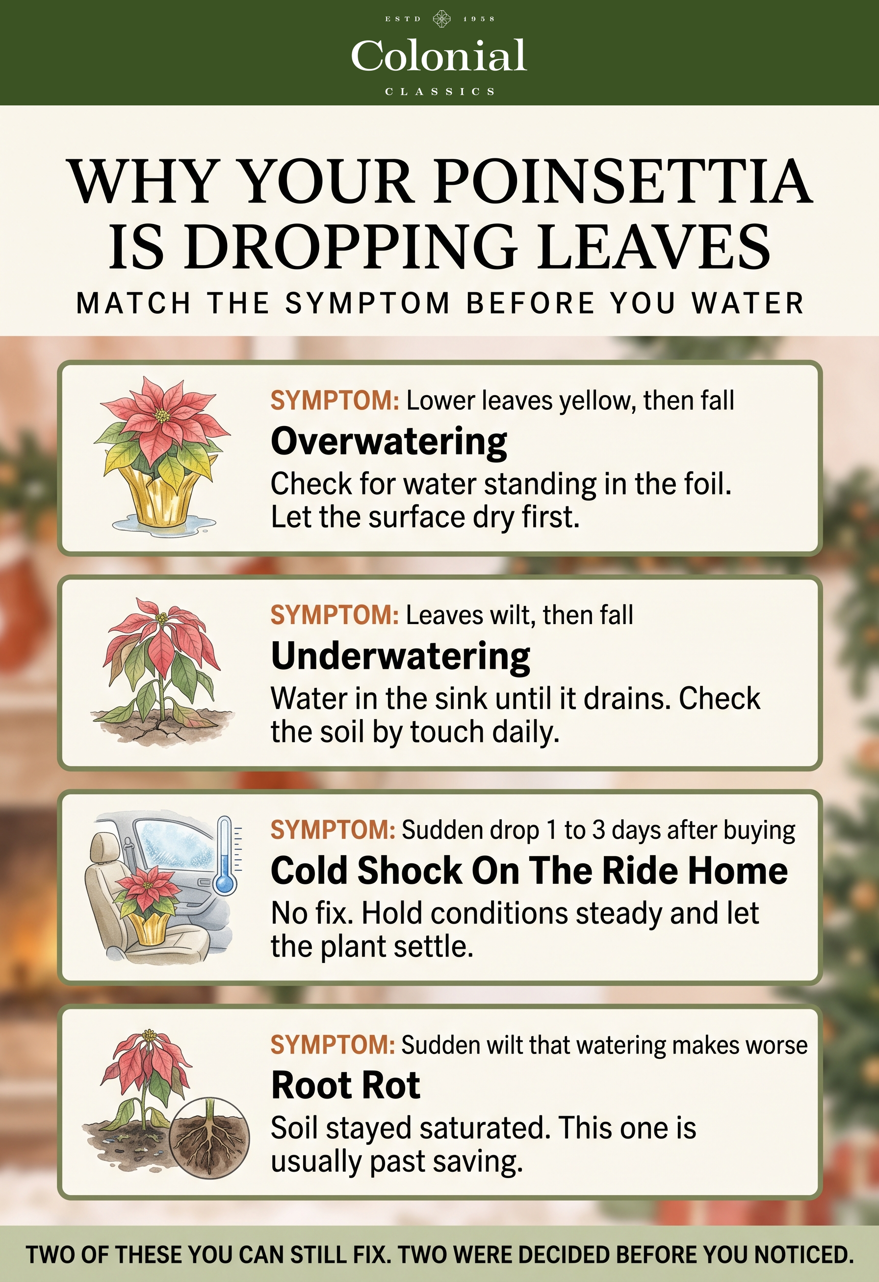 Diagnostic flow chart matching poinsettia leaf drop symptoms to causes, covering yellowing lower leaves from overwatering, wilting then dropping from underwatering, sudden drop after purchase from cold shock, and wilting in wet soil from root rot