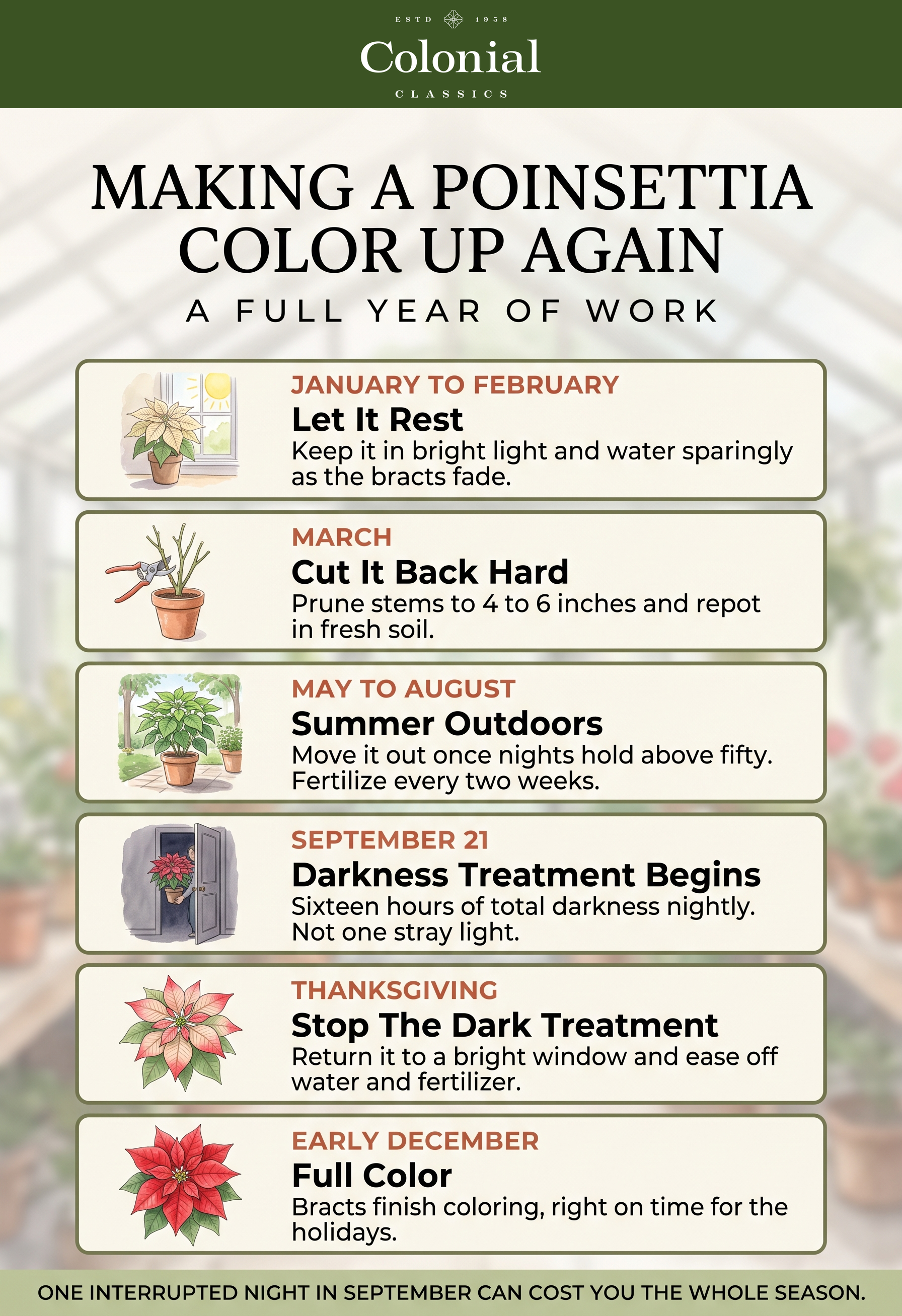 Month by month calendar for reblooming a poinsettia, from the winter rest period and March cutback through summer outdoors to the 16 hour darkness treatment starting September 21 and color by early December