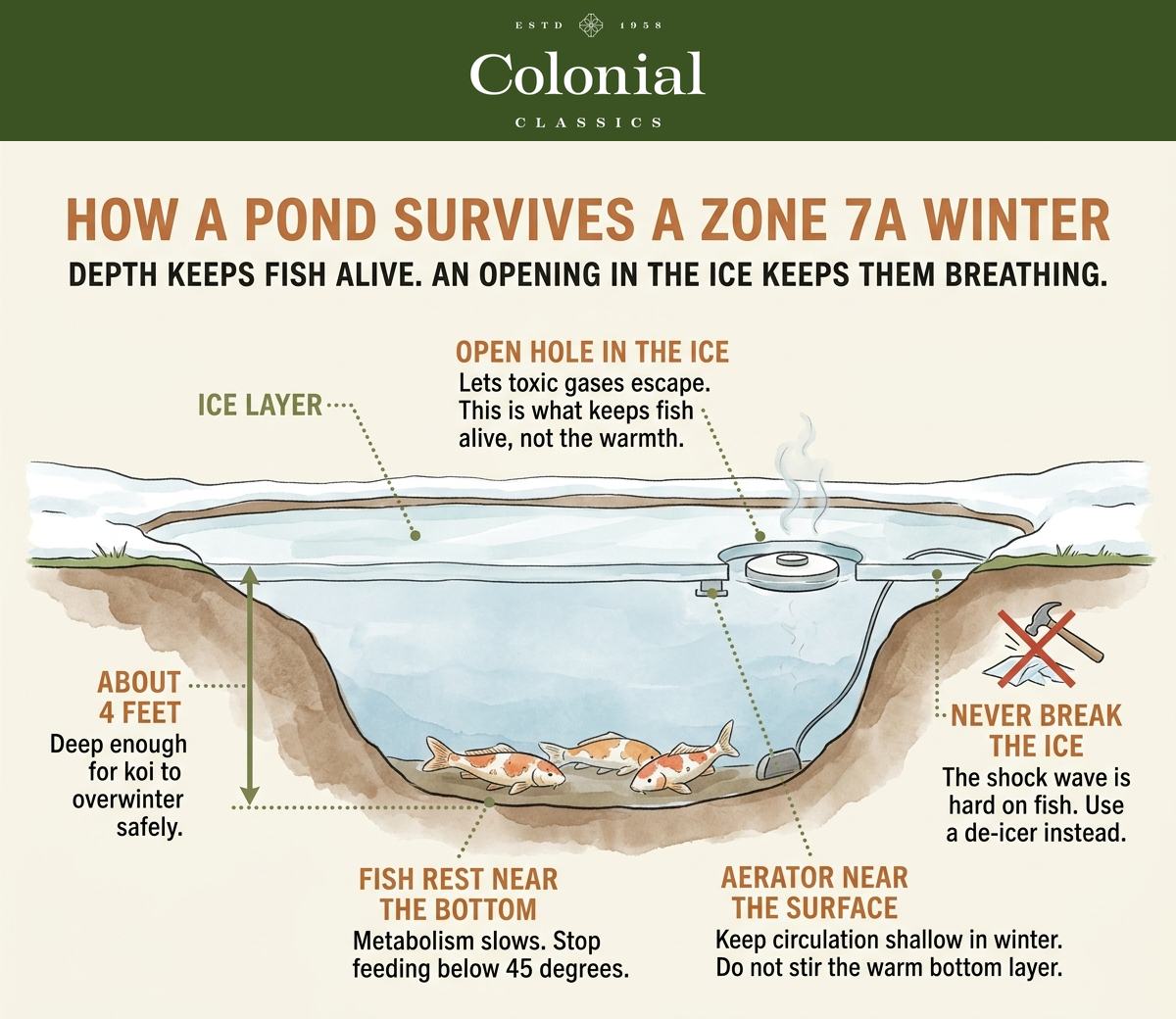 Cross-section diagram of a pond in winter showing about four feet of depth, an ice layer with an open hole kept clear by a floating de-icer, koi resting near the bottom, and an aerator kept near the surface