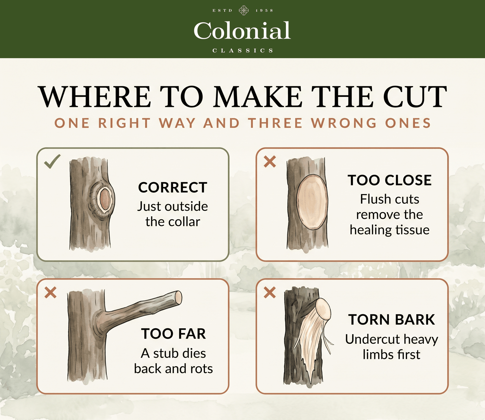 Four trunk wounds compared: a correct cut with collar intact, an oversized flush wound, a dying stub, and torn bark